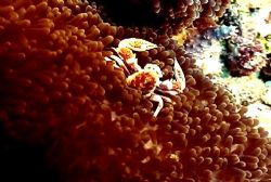 Porcelain crab in anonome. Sony dc3
sea & sea housing(vi... by Marylin Batt 